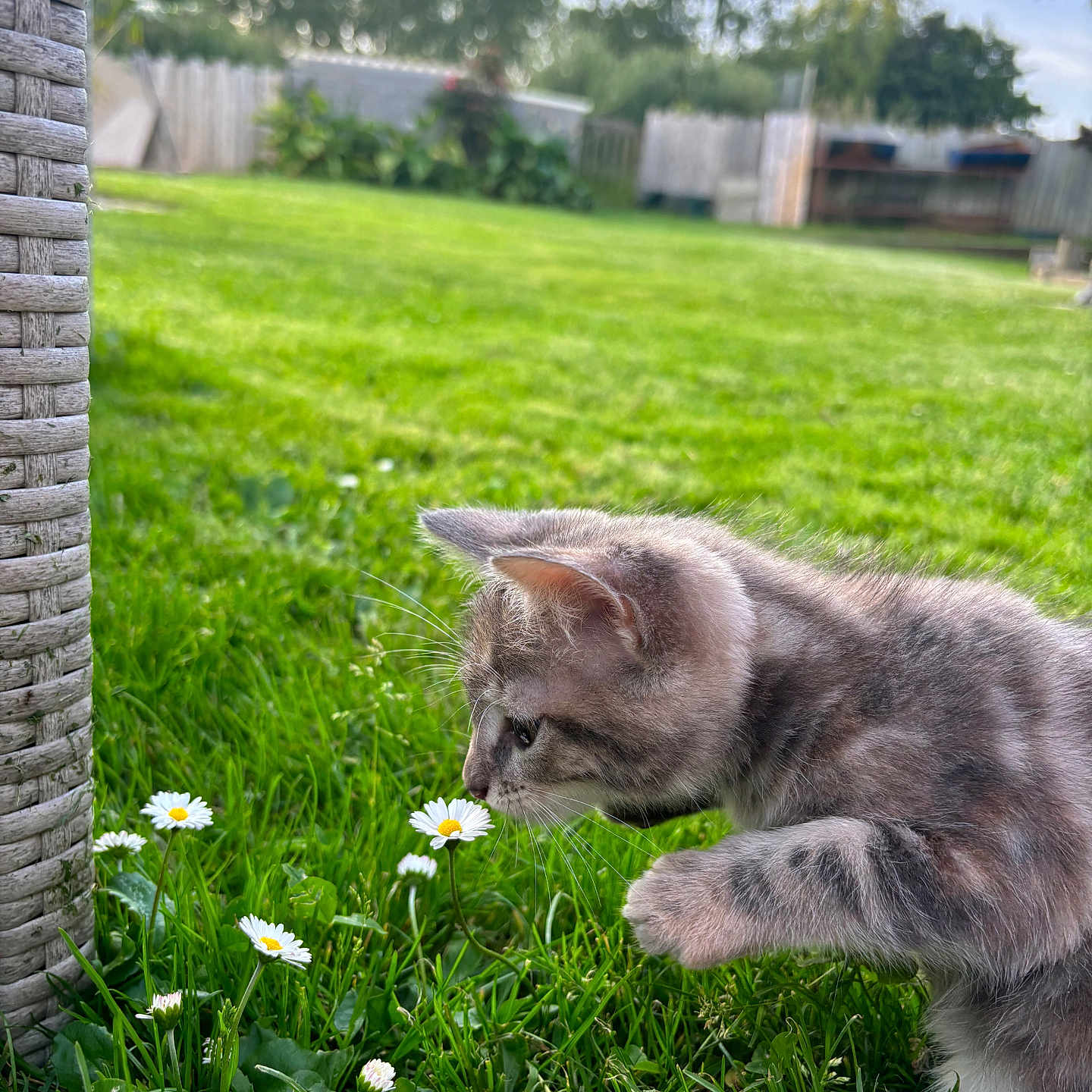 Aïna a rejoint le concours — aidez-le/la à gagner de superbes lots ! animal, cat, closeup, curious, daisies, daytime, flora, flowers, garden, grass, greenery, kitten, nature, outdoor, paw, pet, sideview, spring, sunlight, young