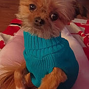 Josie joined the competition — help win amazing prizes! dog, small_dog, blue_sweater, pet, indoor, cozy, curious, fluffy, brown_fur, pink_surface, wood_floor, couch, home, animal, cute, closeup, portrait, sitting, furry, domestic