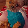 dog, small_dog, blue_sweater, pet, indoor, cozy, curious, fluffy, brown_fur, pink_surface, wood_floor, couch, home, animal, cute, closeup, portrait, sitting, furry, domestic