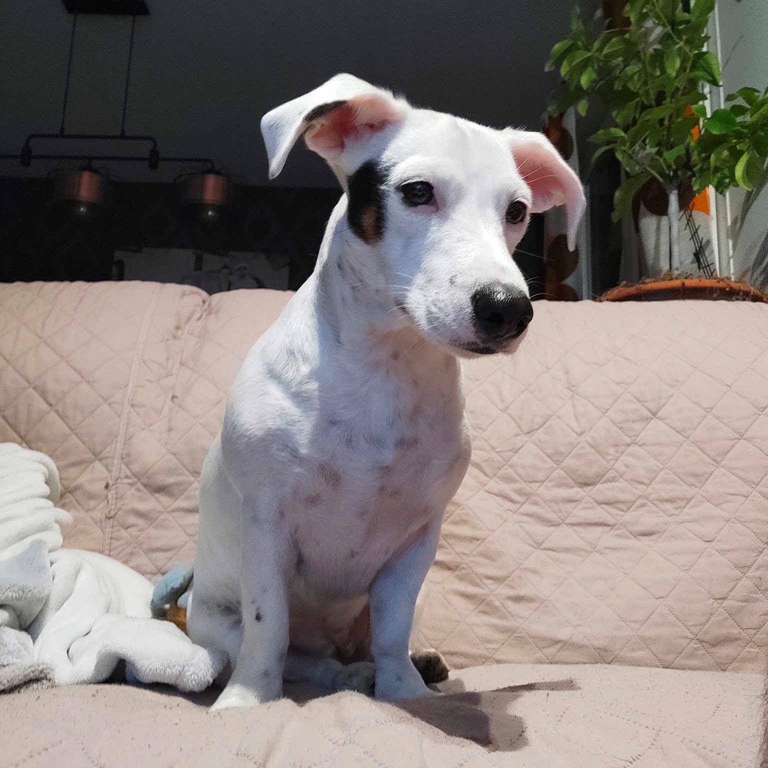 Roxy