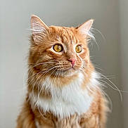 Jables is registered to the contest to win money with this photo: cat, orange_tabby, fluffy_fur, amber_eyes, whiskers, pet, animal, portrait, close_up, indoor, feline, cute, domestic_cat, soft_light, focused, calm, mammal, whisker, ears, nose