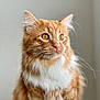 cat, orange_tabby, fluffy_fur, amber_eyes, whiskers, pet, animal, portrait, close_up, indoor, feline, cute, domestic_cat, soft_light, focused, calm, mammal, whisker, ears, nose