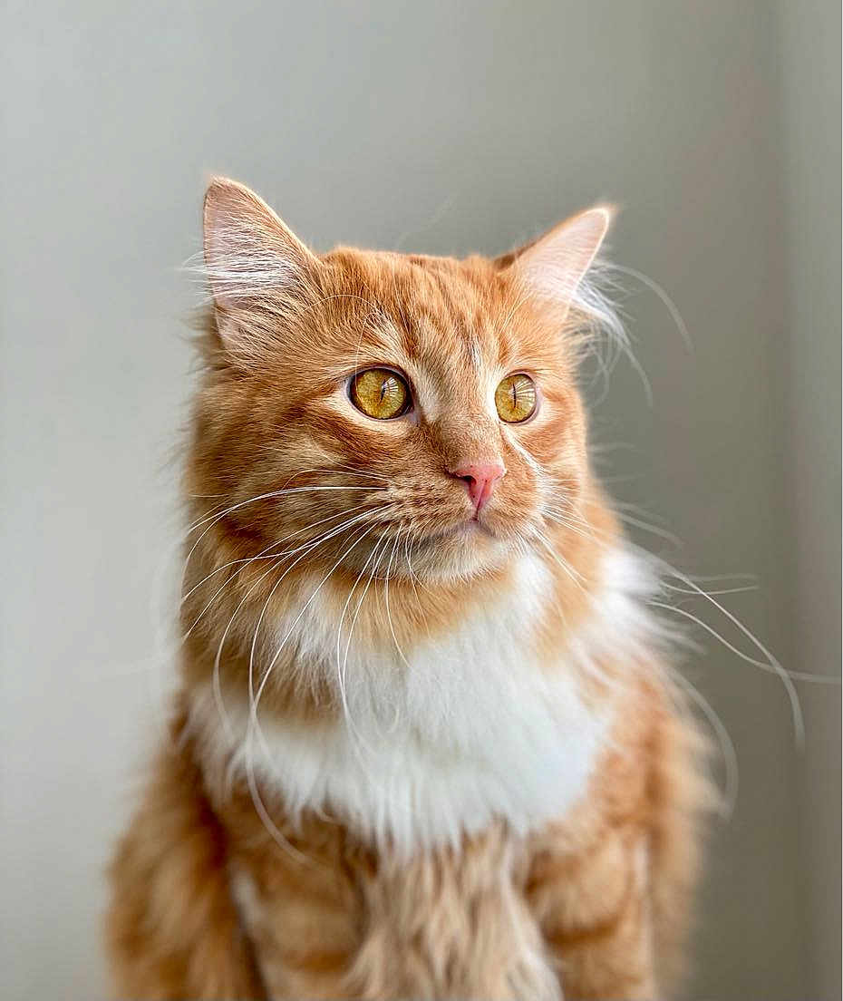 Jables is registered to the contest to win money with this photo: cat, orange_tabby, fluffy_fur, amber_eyes, whiskers, pet, animal, portrait, close_up, indoor, feline, cute, domestic_cat, soft_light, focused, calm, mammal, whisker, ears, nose