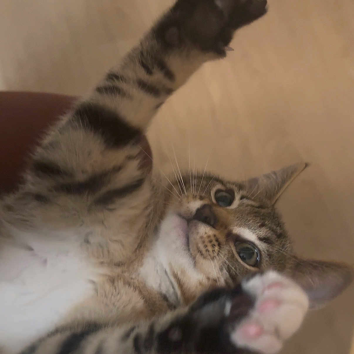 Esco is registered to the contest to win money with this photo: animal, cat, claws, closeup, curious, cute, domestic_animal, eyes, feline, fur, indoor, looking, mammal, paw, pet, pink_paw_pads, playful, stretching, tabby, whiskers