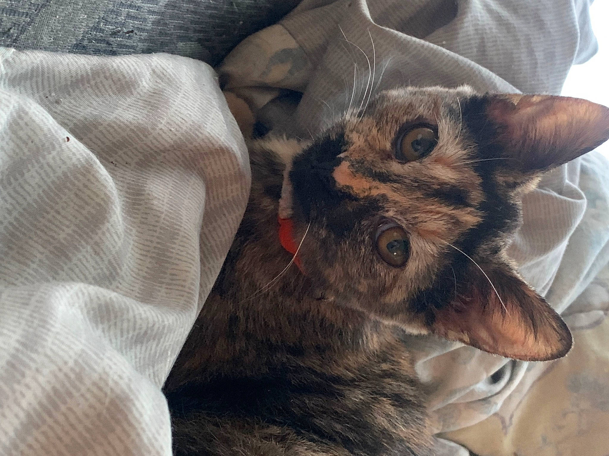 Dinah is registered to the contest to win money with this photo: black_cat, carnivore, cat, chartreux, claw, comfort, domestic_short_haired_cat, ear, fawn, felidae, fur, grey, nap, paw, small_to_medium_sized_cats, tail, whiskers