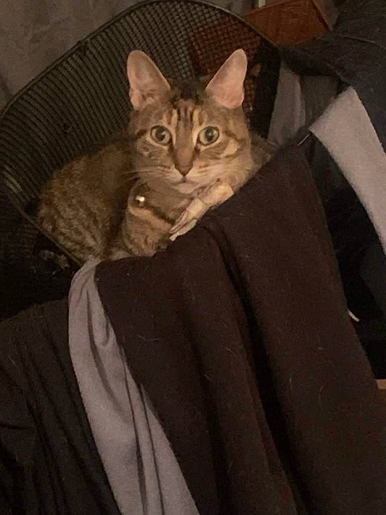 Daphne is registered to the contest to win money with this photo: carnivore, cat, comfort, domestic_short_haired_cat, fawn, felidae, fur, grey, paw, sitting, sleeve, small_to_medium_sized_cats, snout, tail, terrestrial_animal, whiskers, window, wood