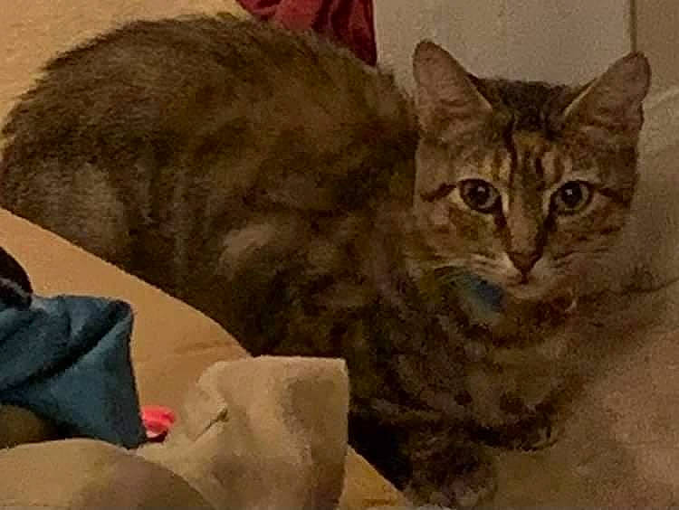 Daphne joined the competition — help win amazing prizes! art, carnivore, cat, cat_supply, comfort, domestic_short_haired_cat, felidae, fur, small_to_medium_sized_cats, snout, tail, terrestrial_animal, whiskers