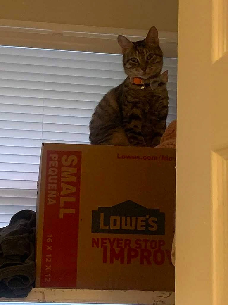 Daphne is registered to the contest to win money with this photo: box, brand, brown, cardboard, carnivore, carton, cat, domestic_short_haired_cat, felidae, font, fur, packaging_and_labeling, paper, paper_product, pattern, room, shipping_box, small_to_medium_sized_cats, whiskers, wood