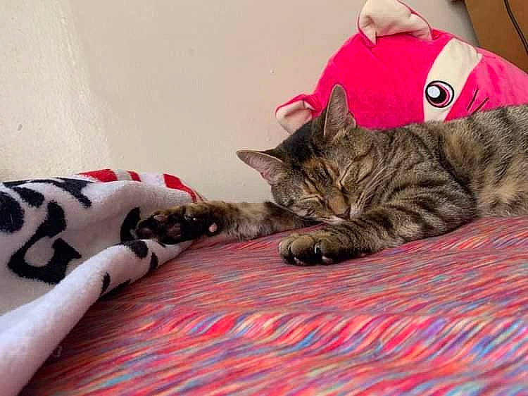 Daphne is registered to the contest to win money with this photo: bed, carnivore, cat, comfort, domestic_short_haired_cat, fawn, felidae, foot, fur, human_leg, linens, mammal, pattern, paw, small_to_medium_sized_cats, snout, textile, vehicle, vertebrate, whiskers