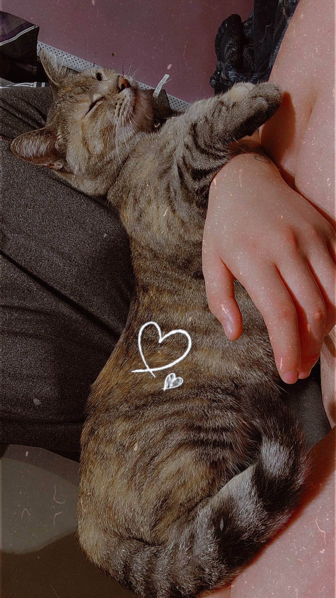 Honey joined the competition — help win amazing prizes! carnivore, cat, comfort, ear, fawn, felidae, finger, foot, fur, gesture, grey, hand, mammal, nail, paw, small_to_medium_sized_cats, snout, tail, vertebrate, whiskers