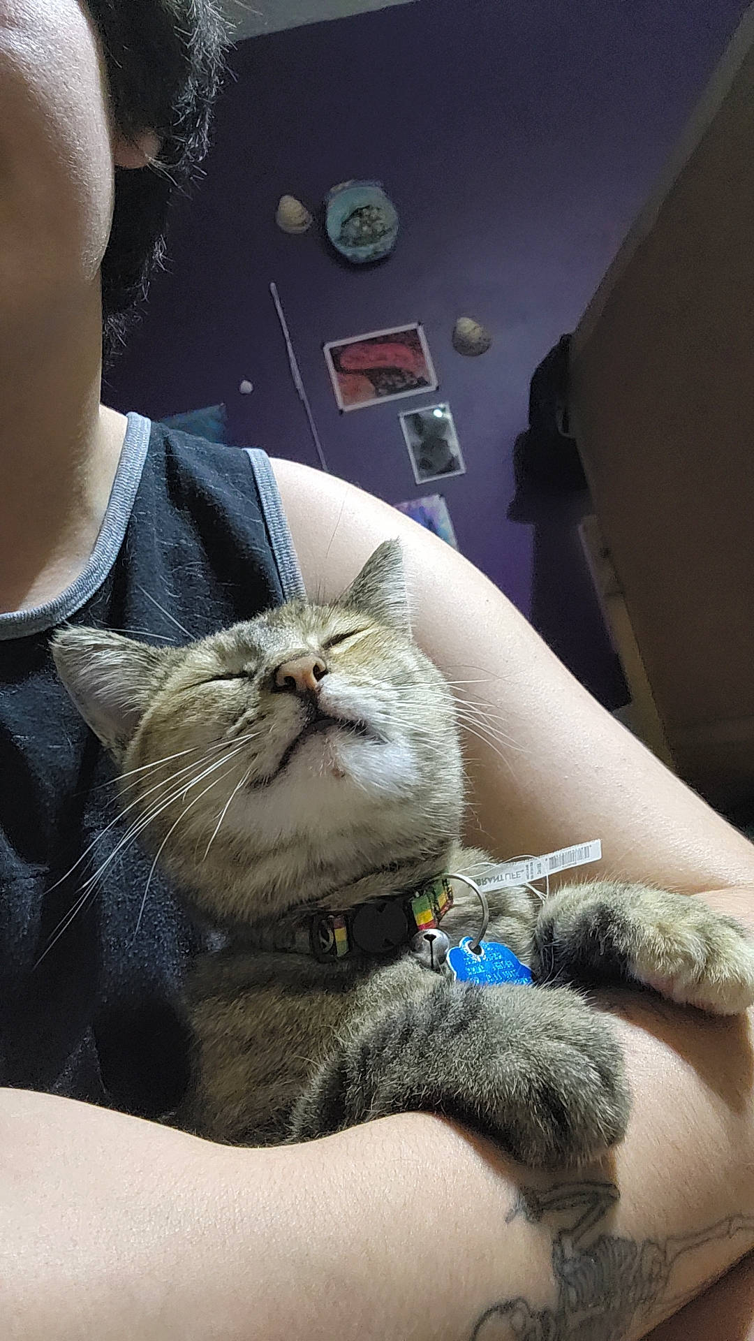 Honey is registered to the contest to win money with this photo: carnivore, cat, claw, comfort, domestic_short_haired_cat, felidae, finger, fur, gesture, nail, nap, paw, small_to_medium_sized_cats, textile, whiskers