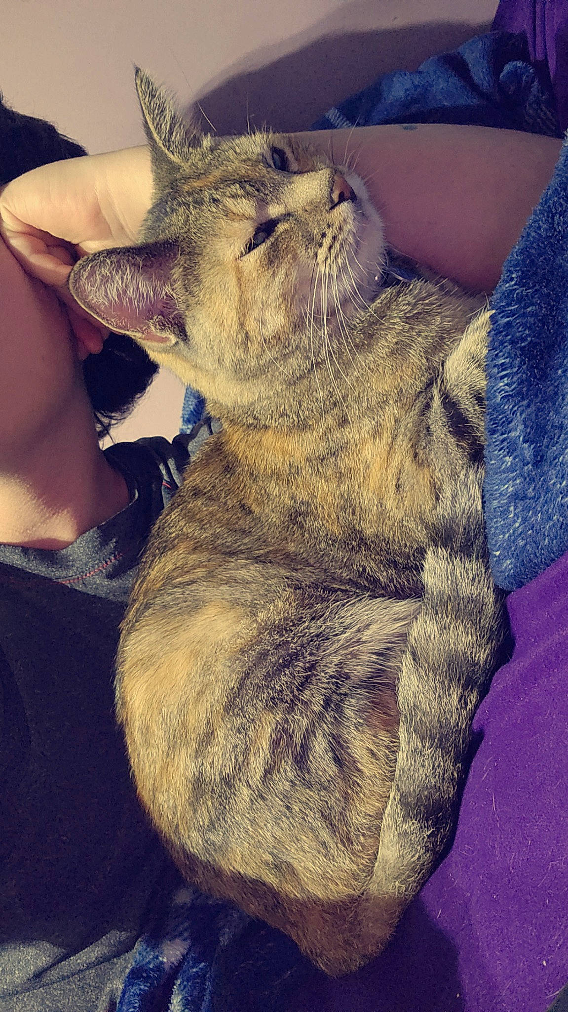 Honey joined the competition — help win amazing prizes! carnivore, cat, claw, cloud, comfort, ear, fawn, felidae, fur, gesture, happy, human_leg, paw, sky, small_to_medium_sized_cats, snout, tail, terrestrial_animal, toy, whiskers