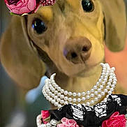 Zuzus Petals joined the competition — help win amazing prizes! adorable, animal_accessories, black_lace, close_up, costume, cute, dachshund, decorative, dog, dressed_up, fashion, flower_crown, indoor, looking_at_camera, pearl_necklace, pet, pink_roses, portrait, small_dog, soft_background