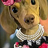 adorable, animal_accessories, black_lace, close_up, costume, cute, dachshund, decorative, dog, dressed_up, fashion, flower_crown, indoor, looking_at_camera, pearl_necklace, pet, pink_roses, portrait, small_dog, soft_background