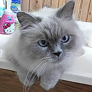 Chen is registered to the contest to win money with this photo: cat, blue_eyes, fluffy, gray_cat, pet, indoor, bathroom, wood_paneling, soap_bottle, hello_kitty, close_up, whiskers, fur, animal, cute, domestic_cat, looking, face, relaxed, white_surface