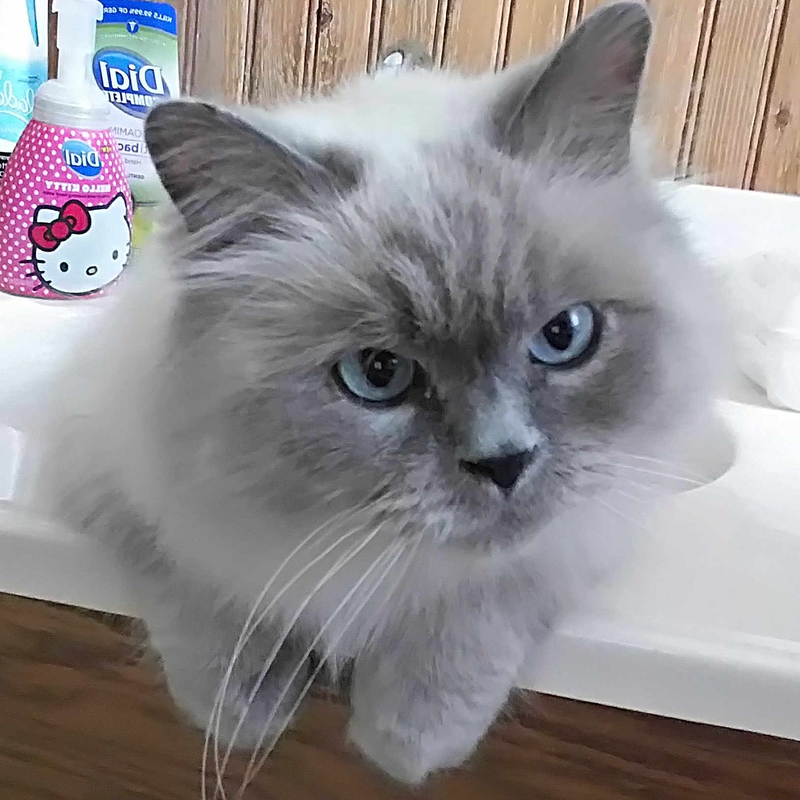 Chen is registered to the contest to win money with this photo: animal, bathroom, blue_eyes, cat, close_up, cute, domestic_cat, face, fluffy, fur, gray_cat, hello_kitty, indoor, looking, pet, relaxed, soap_bottle, whiskers, white_surface, wood_paneling
