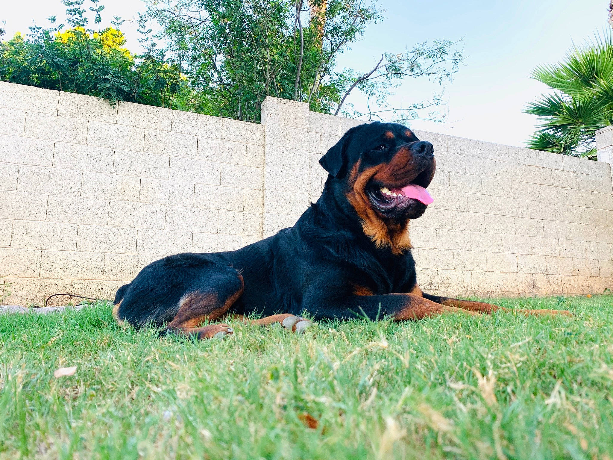 Apollo is registered to the contest to win money with this photo: austrian_black_and_tan_hound, canidae, carnivore, companion_dog, dog, dog_breed, grass, guard_dog, hound, hunting_dog, mammal, polish_hunting_dog, rottweiler, sporting_group, vertebrate, working_dog