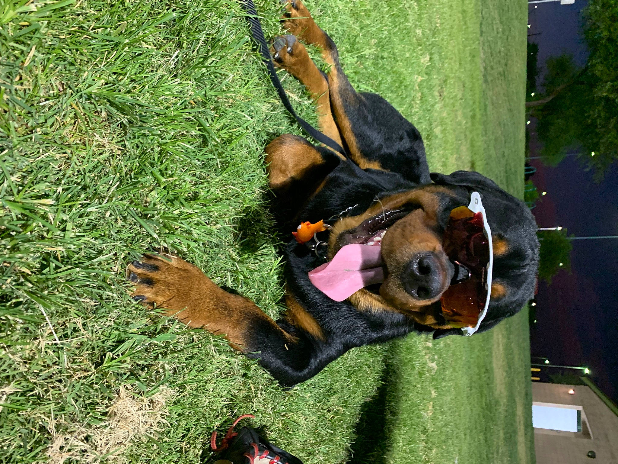 Apollo is registered to the contest to win money with this photo: beauceron, canidae, carnivore, dachshund, dobermann, dog, dog_breed, german_pinscher, gordon_setter, grass, guard_dog, hunting_dog, jagdterrier, manchester_terrier, miniature_pinscher, pinscher, rottweiler, sporting_group, working_dog