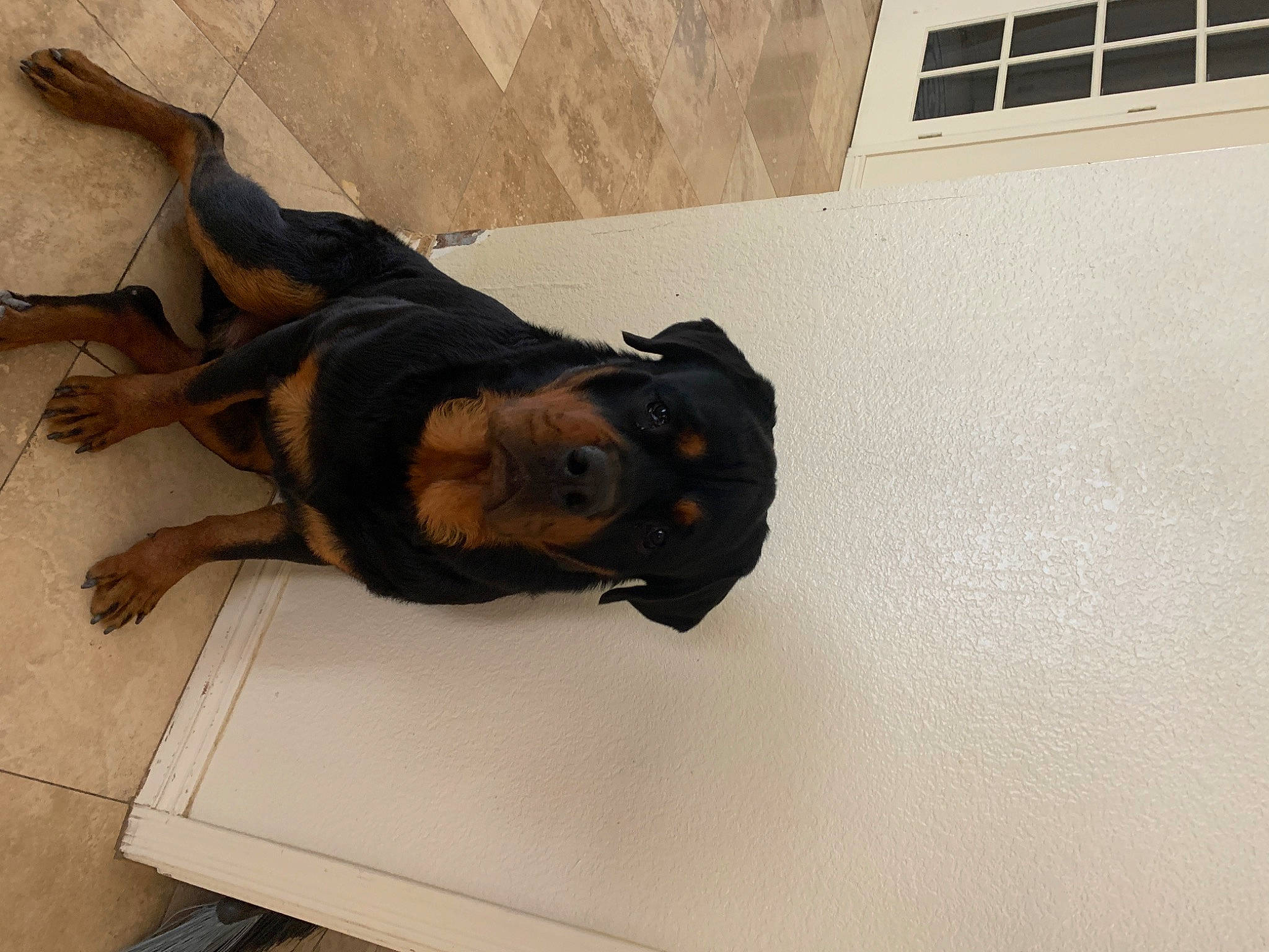 Apollo joined the competition — help win amazing prizes! canidae, carnivore, dog, dog_breed, floor, guard_dog, puppy, rottweiler, sporting_group, tail