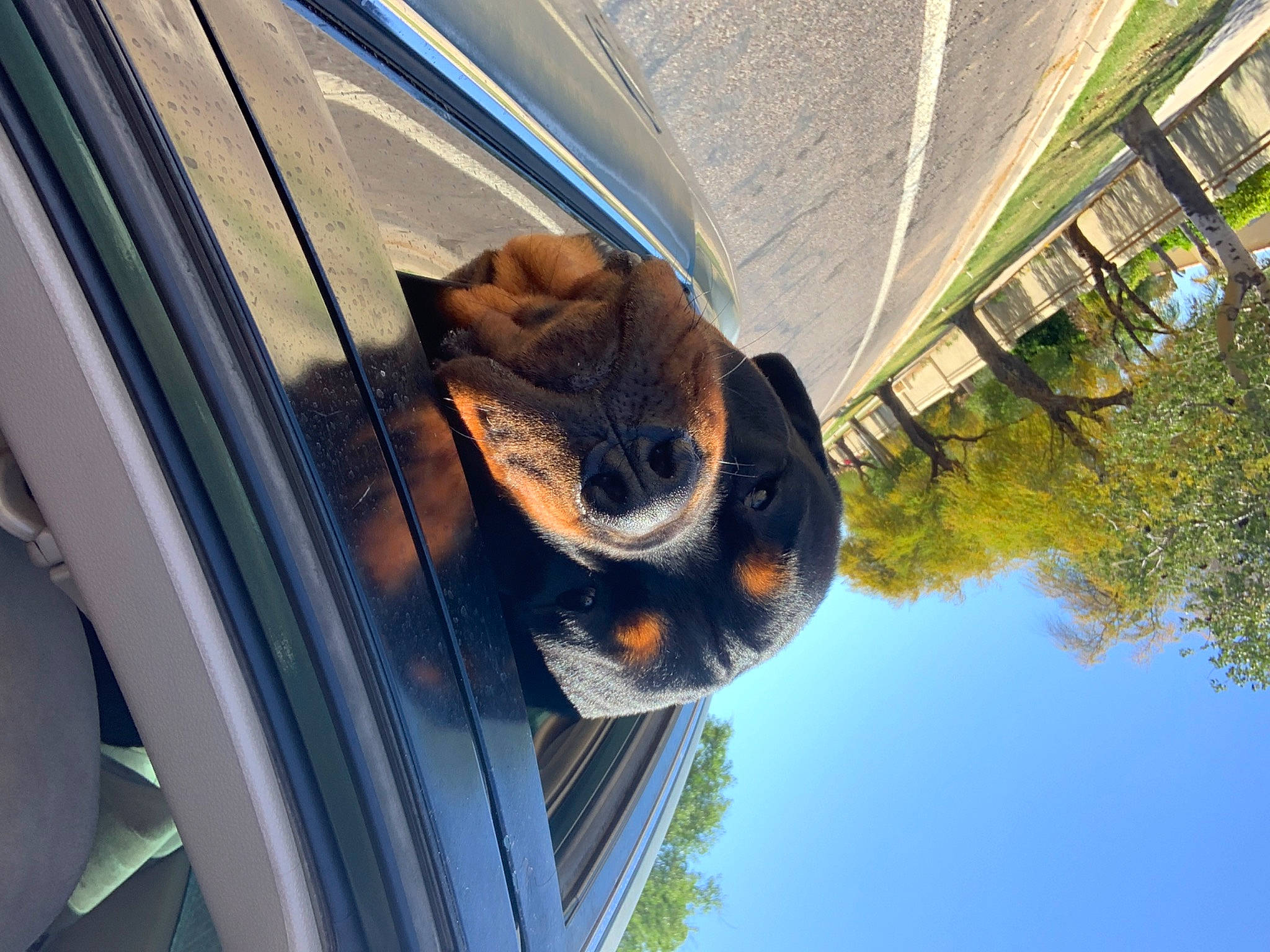 Apollo is registered to the contest to win money with this photo: carnivore, cat, reflection, snout, tree, whiskers, window