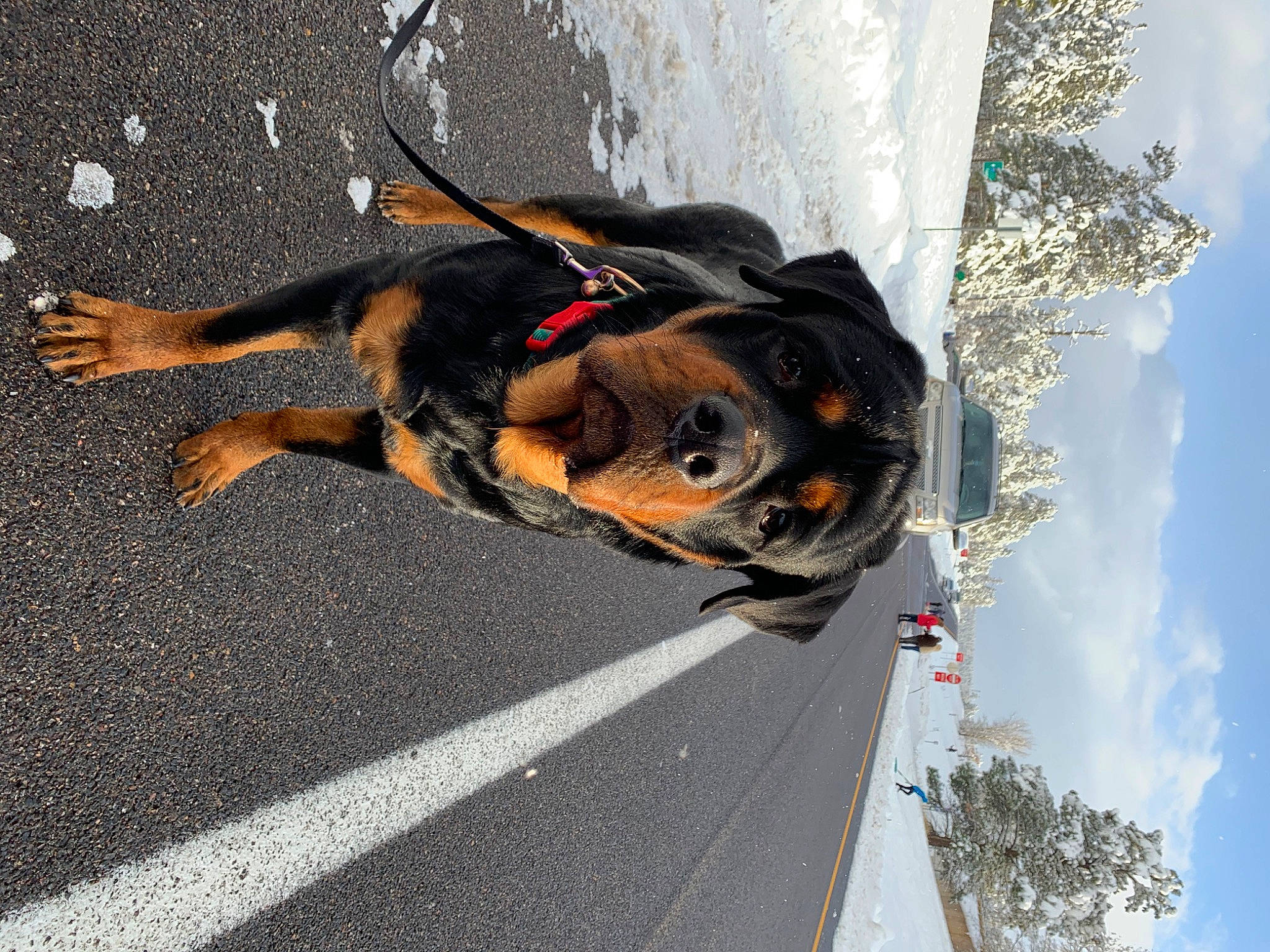 Apollo is registered to the contest to win money with this photo: canidae, carnivore, coonhound, dog, dog_breed, fawn, puppy, rottweiler, snout, sporting_group, working_dog