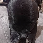 Tina participe au concours pour gagner de l'argent avec cette photo : animal, black_dog, calm, canine, close_up, companion, cute, dog, domestic, fur, indoor, mammal, napping, paw, pet, quiet, relaxation, resting, sleeping, soft_surface