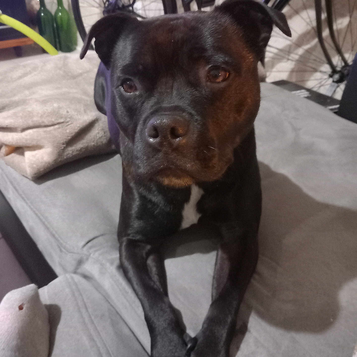 Tina a rejoint le concours — aidez-le/la à gagner de superbes lots ! animal, black_dog, blanket, canine, closeup, couch, dog, domestic_animal, ears, face, furniture, home, indoor, legs, looking, nose, paw, pet, relaxed, resting
