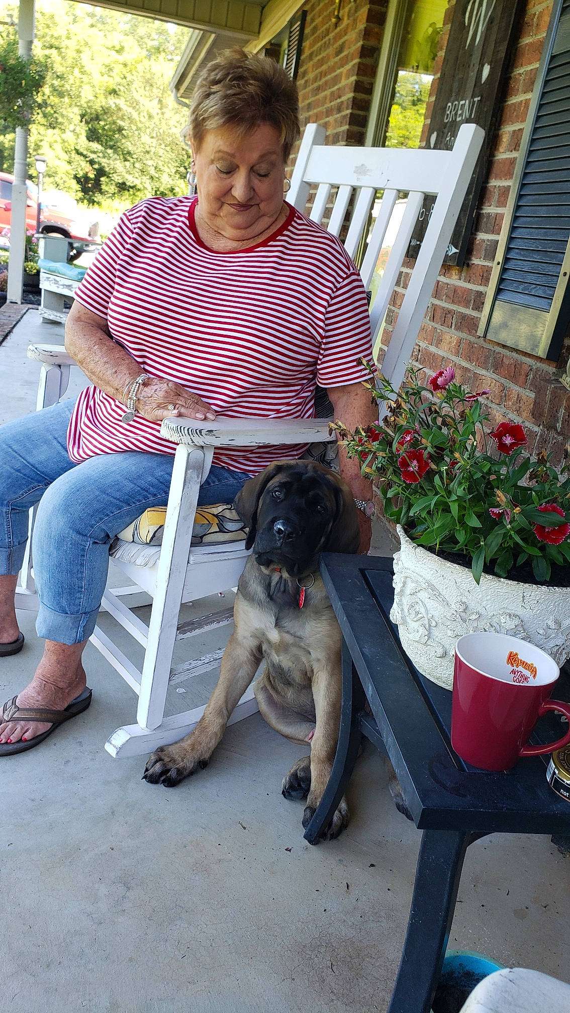 Ruger is registered to the contest to win money with this photo: canidae, carnivore, dog, dog_breed, fawn, mammal, sporting_group, vertebrate