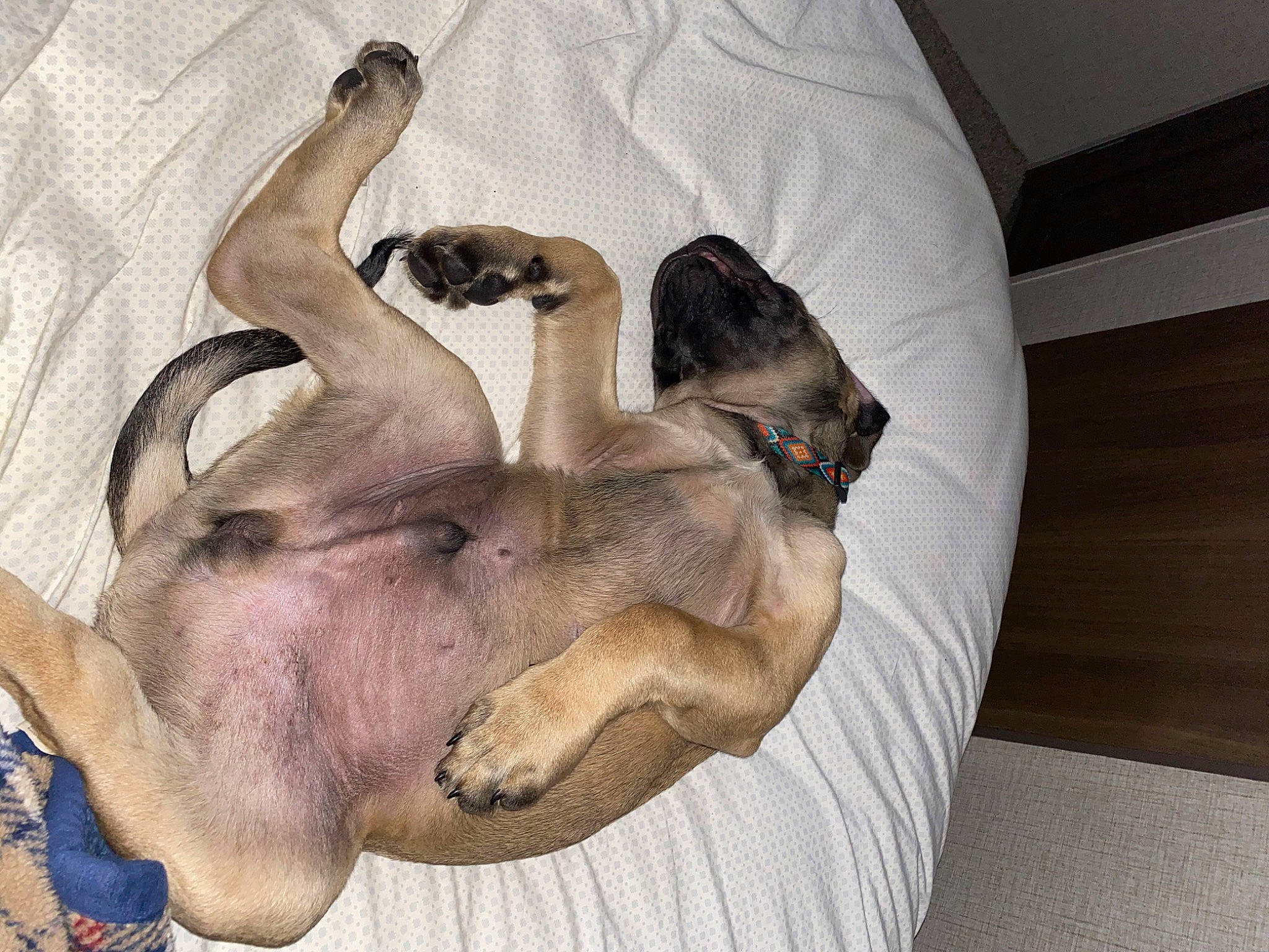 Ruger is registered to the contest to win money with this photo: black_mouth_cur, canidae, carnivore, cat, dog, dog_breed, fawn, felidae, great_dane, lurcher, mammal, paw, siamese, small_to_medium_sized_cats, thai, tonkinese, whippet