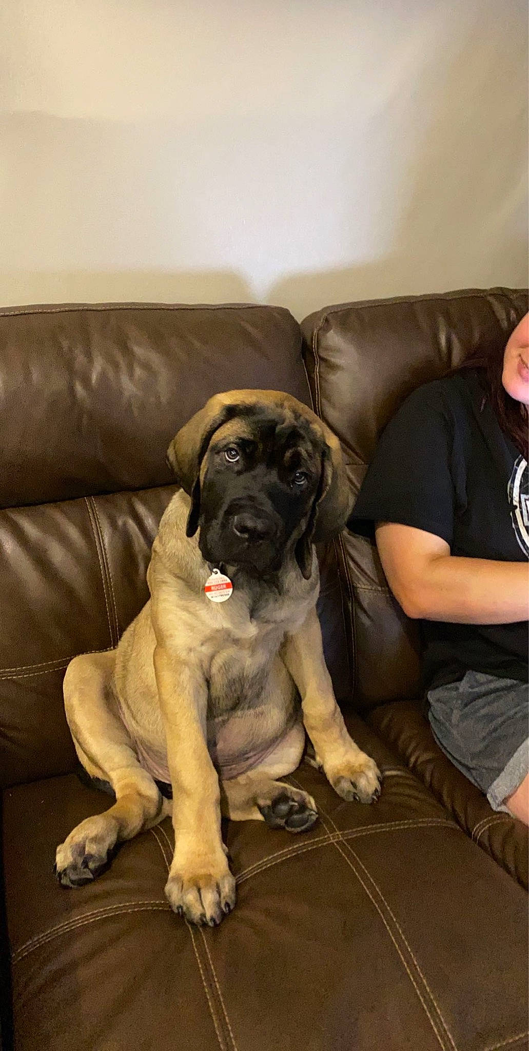 Ruger is registered to the contest to win money with this photo: american_mastiff, boerboel, bullmastiff, canidae, carnivore, companion_dog, dog, dog_breed, english_mastiff, fawn, fila_brasileiro, giant_dog_breed, guard_dog, korean_mastiff, mammal, molosser, non_sporting_group, snout, vertebrate