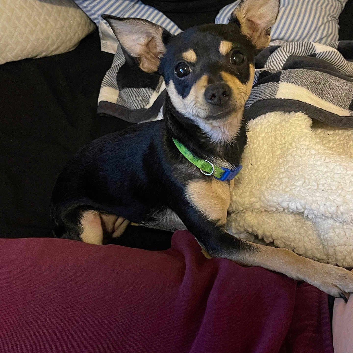 Shadow joined the competition — help win amazing prizes! animal, black_and_tan, blanket, companion, cozy, cushion, cute, dog, ears_up, fur, green_collar, home, indoor, looking_at_camera, lying_down, pet, relaxed, resting, small_dog, soft_texture
