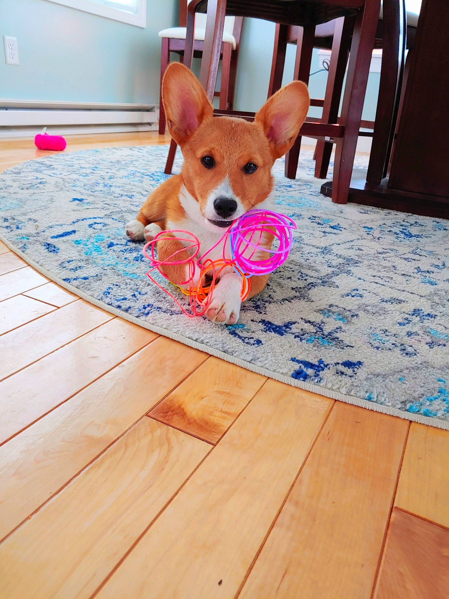 Squirt joined the competition — help win amazing prizes! canidae, cardigan_welsh_corgi, carnivore, carolina_dog, companion_dog, corgi_chihuahua, dog, dog_breed, dog_toy, fawn, floor, flooring, mammal, pembroke_welsh_corgi, puppy, skin, snout, vertebrate, welsh_corgi
