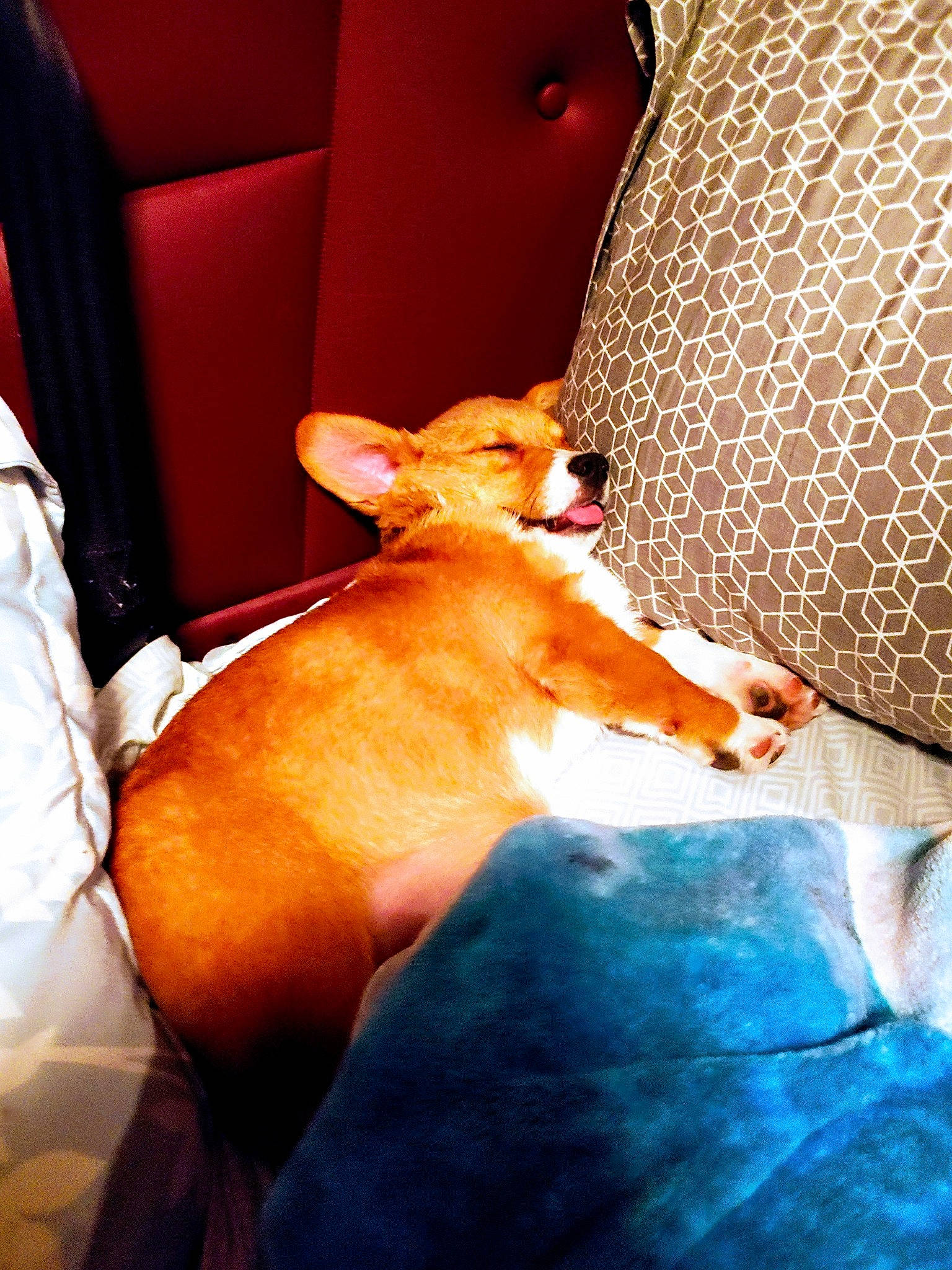 Squirt joined the competition — help win amazing prizes! basenji, birth, canidae, carnivore, chihuahua, comfort, dog, dog_breed, ear, fawn, human_leg, ibizan_hound, leg, lurcher, non_sporting_group, pembroke_welsh_corgi, welsh_corgi