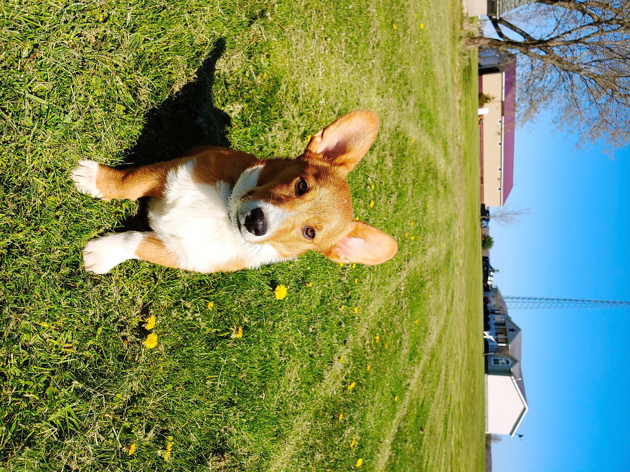 Squirt is registered to the contest to win money with this photo: basenji, canidae, cardigan_welsh_corgi, carnivore, companion_dog, dog, dog_breed, fawn, grass, mammal, pembroke_welsh_corgi, snout, sporting_group, tree, welsh_corgi