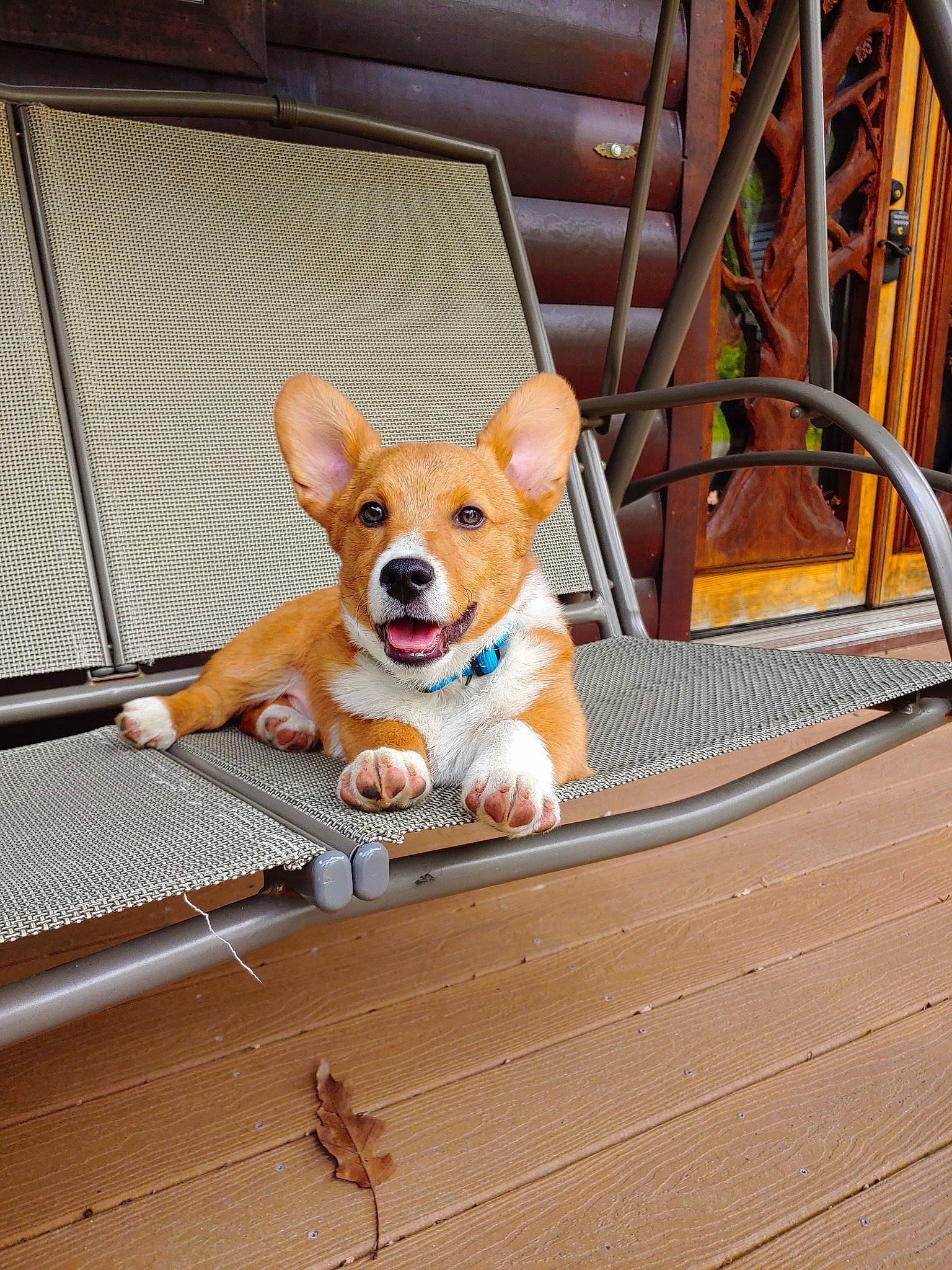 Squirt is registered to the contest to win money with this photo: canidae, cardigan_welsh_corgi, carnivore, companion_dog, corgi_chihuahua, dog, dog_breed, fawn, leash, mammal, pembroke_welsh_corgi, puppy, welsh_corgi