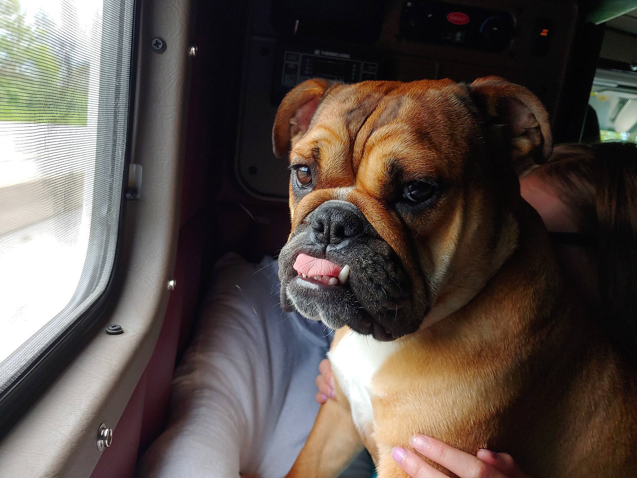 Betsy is registered to the contest to win money with this photo: australian_bulldog, british_bulldogs, bulldog, canidae, carnivore, companion_dog, dog, dog_breed, fawn, mammal, non_sporting_group, old_english_bulldog, olde_english_bulldogge, puppy_love, skin, snout, toy_bulldog, valley_bulldog, vertebrate, wrinkle