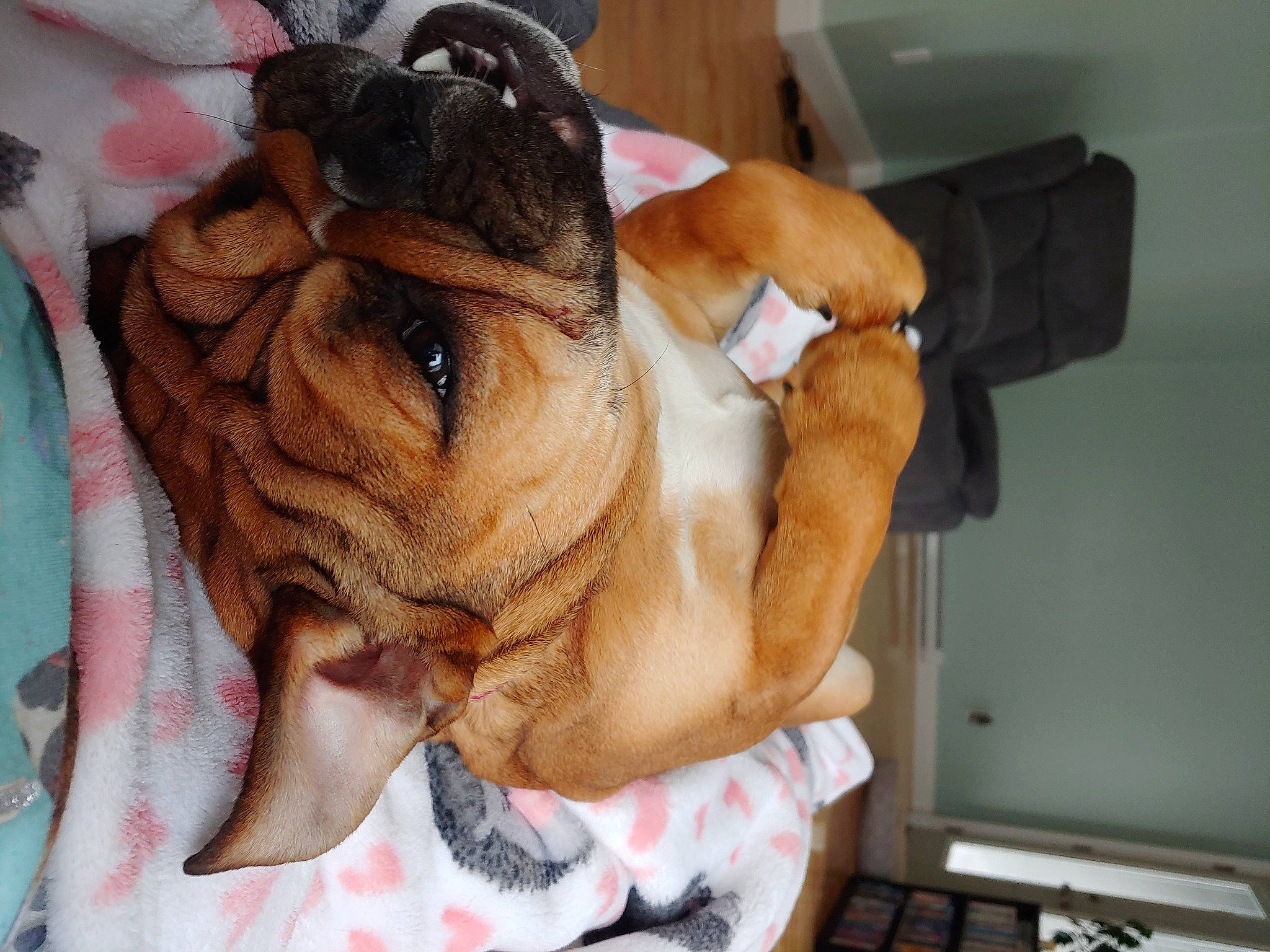 Betsy is registered to the contest to win money with this photo: british_bulldogs, bulldog, bullmastiff, canidae, carnivore, companion_dog, dog, dog_breed, dogue_de_bordeaux, fawn, mammal, non_sporting_group, old_english_bulldog, olde_english_bulldogge, puppy, shar_pei, skin, snout, vertebrate, wrinkle