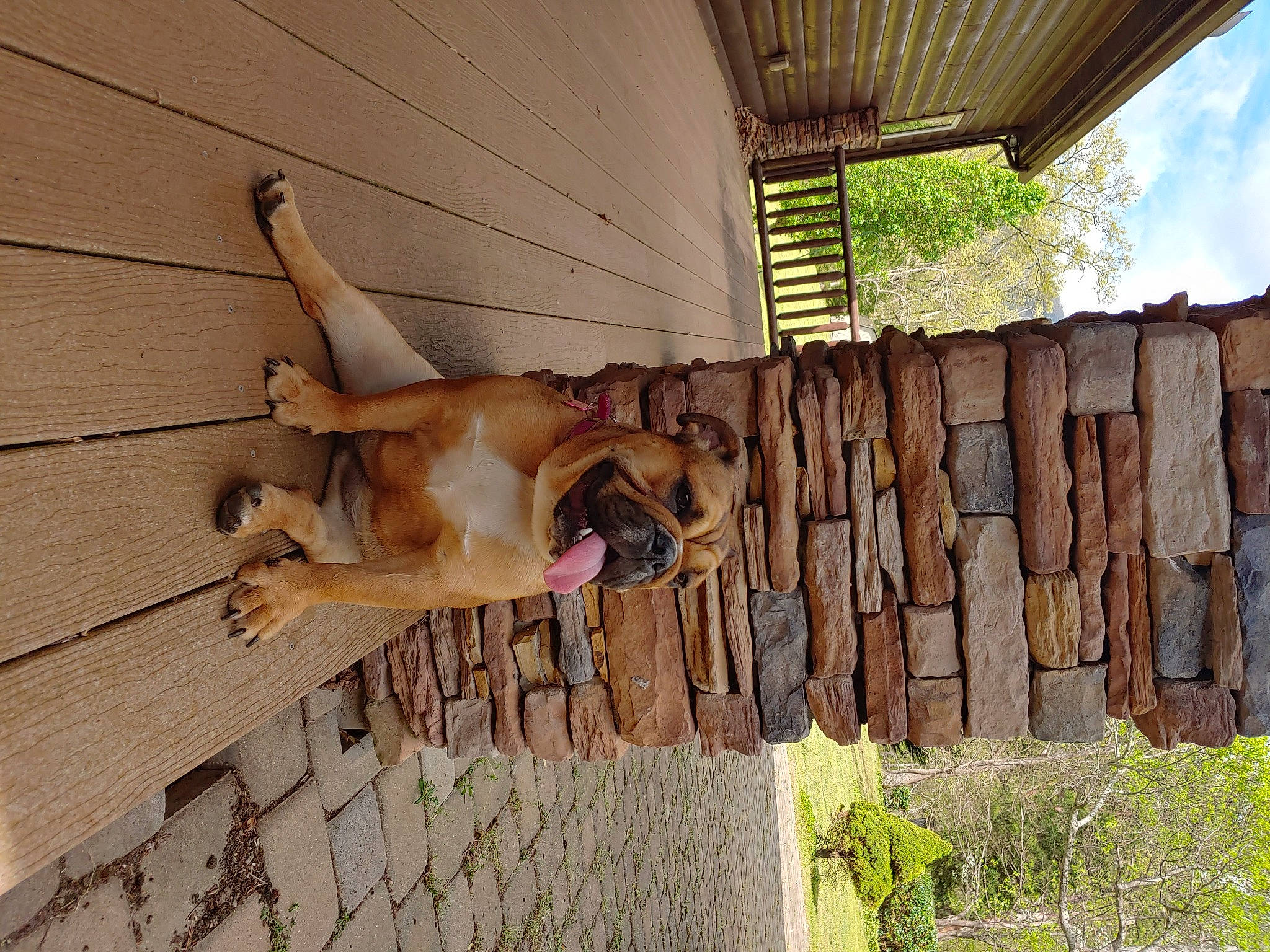 Betsy joined the competition — help win amazing prizes! canidae, carnivore, fawn, guard_dog, house, leisure, sporting_group, wood