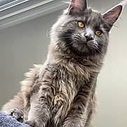 Albi a rejoint le concours — aidez-le/la à gagner de superbes lots ! animal, cat, claws, cozy, curious, cute, domestic_cat, feline, fluffy, gray_cat, indoor, perch, pet, portrait, relaxed, skylight, soft_fur, whiskers, window, yellow_eyes
