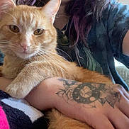 Ryder joined the competition — help win amazing prizes! cat, orange_tabby, tattoo, arm, person, indoor, couch, blanket, relaxed, feline, pet, close_up, casual, human_hand, wall, cushion, short_hair, tshirt, jewelry, comfort