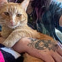 cat, orange_tabby, tattoo, arm, person, indoor, couch, blanket, relaxed, feline, pet, close_up, casual, human_hand, wall, cushion, short_hair, tshirt, jewelry, comfort