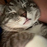 Spike joined the competition — help win amazing prizes! cat, tabby, sleeping, tongue_out, close_up, pet, feline, whiskers, fur, collar, nap, relaxed, cozy, indoor, human_arm, cute, animal, domestic_cat, face, paw