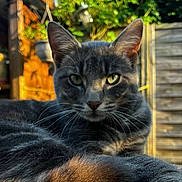 Azur a rejoint le concours — aidez-le/la à gagner de superbes lots ! animal, cat, closeup, cute, daylight, domestic_cat, feline, fur, garden, green_eyes, grey_tabby, nature, outdoor, pet, portrait, relaxed, resting, sunlight, whiskers, wooden_fence