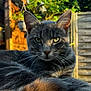 animal, cat, closeup, cute, daylight, domestic_cat, feline, fur, garden, green_eyes, grey_tabby, nature, outdoor, pet, portrait, relaxed, resting, sunlight, whiskers, wooden_fence