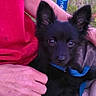 dog, black_dog, small_dog, pet, animal, blue_harness, ears, person, hand, red_shirt, outdoor, grass, pepsi_can, close_up, cute, companion, friendly, fur, canine, portrait