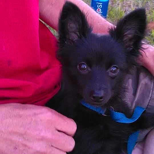 Cooper