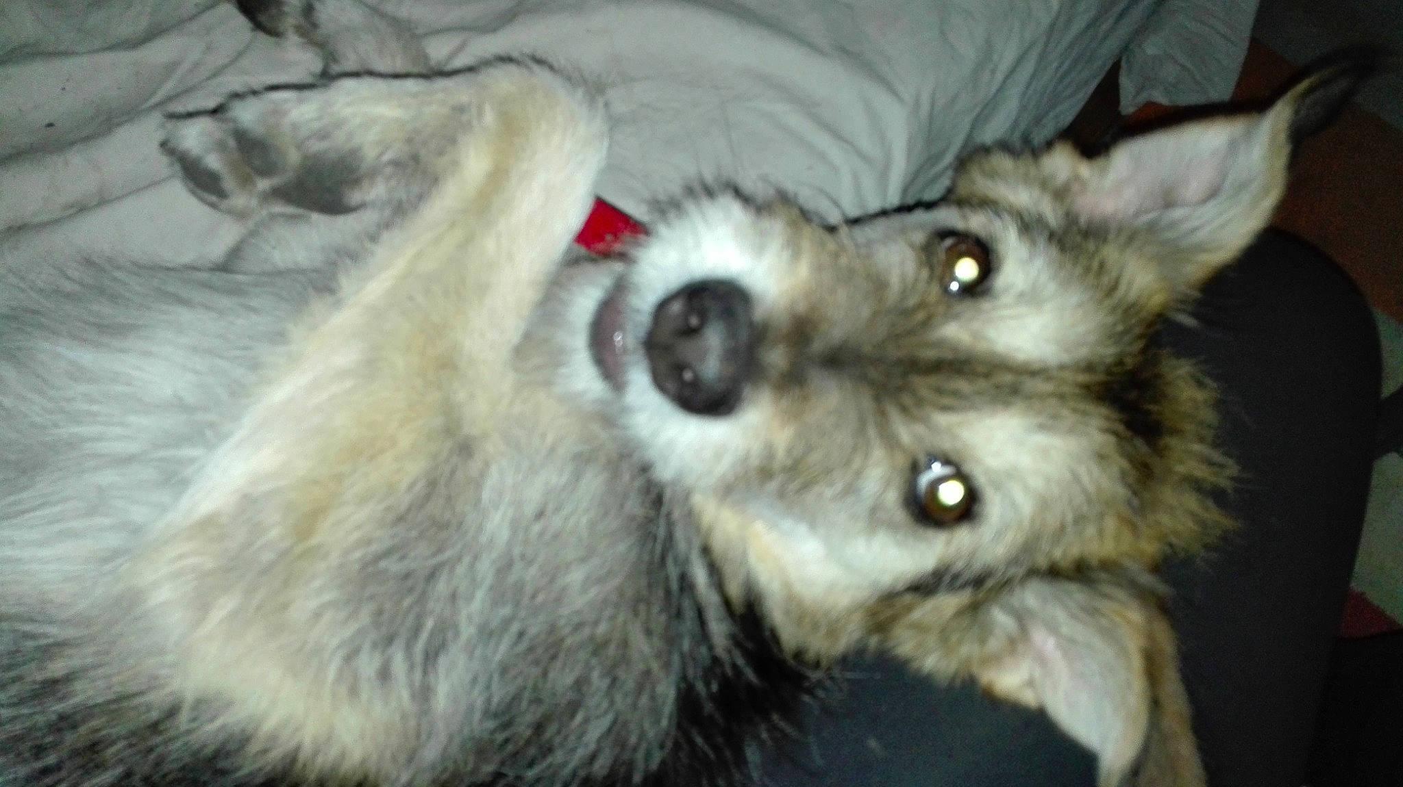 Ikky participe au concours pour gagner de l'argent avec cette photo : ancient_dog_breeds, canidae, canis, carnivore, companion_dog, dog, dog_breed, fur, non_sporting_group, puppy, siberian_husky, sled_dog, snout, sporting_group, terrestrial_animal, whiskers, wildlife, wolf, working_animal, working_dog