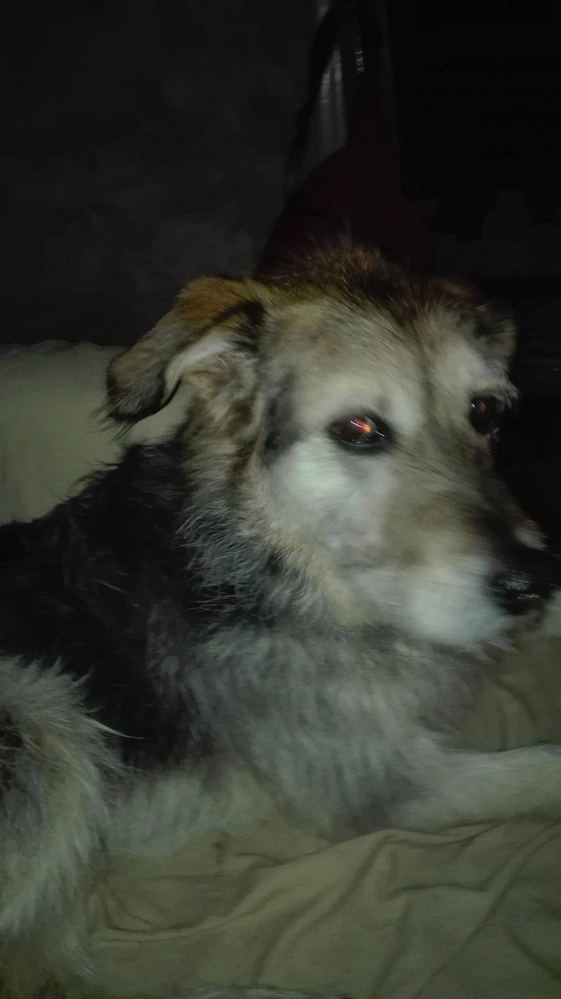 Ikky a rejoint le concours — aidez-le/la à gagner de superbes lots ! ancient_dog_breeds, canidae, canis, carnivore, companion_dog, dog, dog_breed, fawn, fur, livestock_guardian_dog, siberian_husky, sled_dog, snout, sporting_group, terrestrial_animal, whiskers, wildlife, wolf, working_animal, working_dog