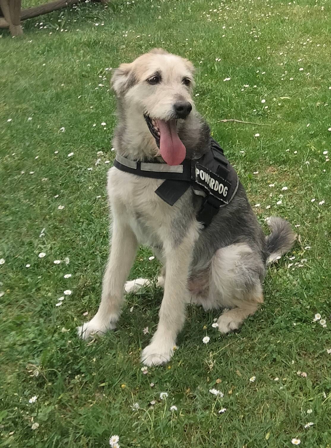 Ikky participe au concours pour gagner de l'argent avec cette photo : carnivore, collar, companion_dog, dog, dog_breed, dog_collar, dog_supply, fashion_accessory, grass, leash, pet_supply, tail, working_animal, working_dog