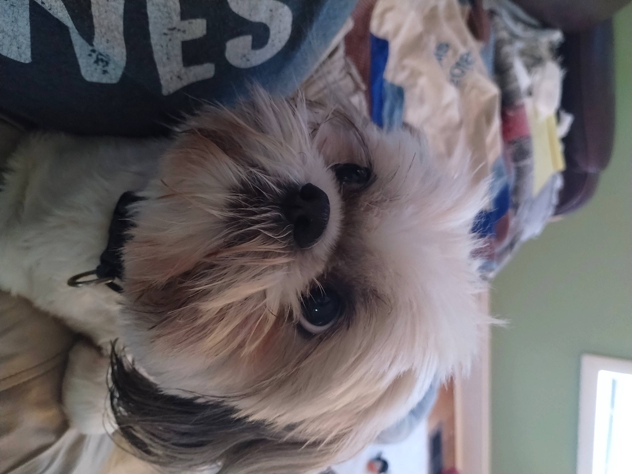 Wells is registered to the contest to win money with this photo: bag, canidae, carnivore, collar, companion_dog, dog, dog_breed, dog_clothes, dog_supply, fashion_accessory, fur, pet_supply, picture_frame, shih_tzu, small_terrier, sporting_group, tail, terrier, toy_dog, whiskers